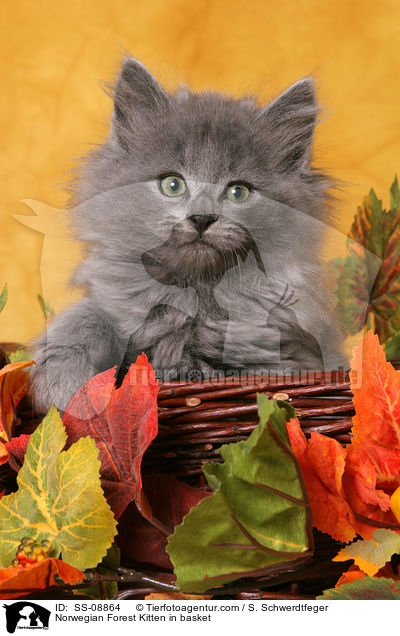 Norwegian Forest Kitten in basket / SS-08864
