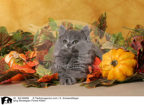 liegendes Norwegisches Waldkatze Ktzchen / lying Norwegian Forest Kitten / SS-08866