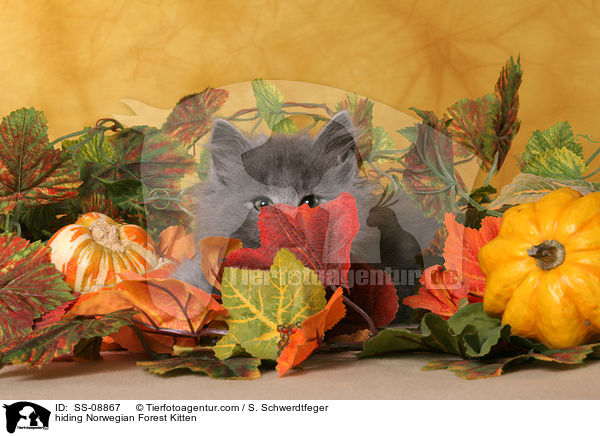 Norwegisches Waldkatze Ktzchen versteckt sich / hiding Norwegian Forest Kitten / SS-08867