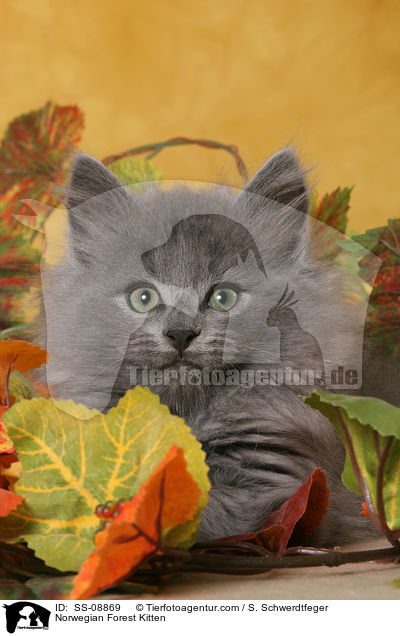 Norwegian Forest Kitten / SS-08869