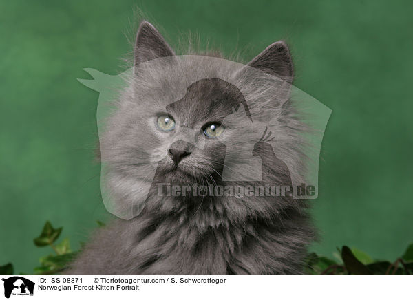 Norwegian Forest Kitten Portrait / SS-08871