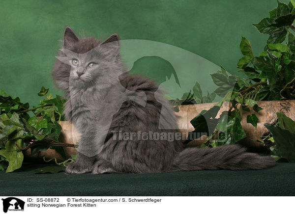 sitting Norwegian Forest Kitten / SS-08872