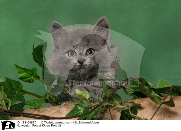 Norwegian Forest Kitten Portrait / SS-08876