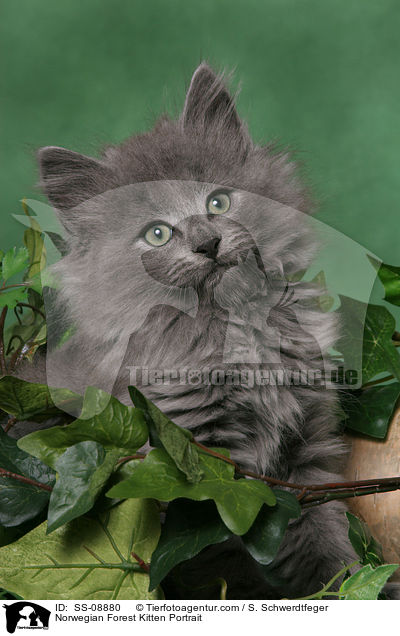 Norwegian Forest Kitten Portrait / SS-08880