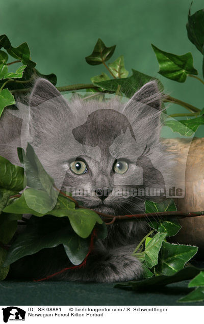 Norwegian Forest Kitten Portrait / SS-08881