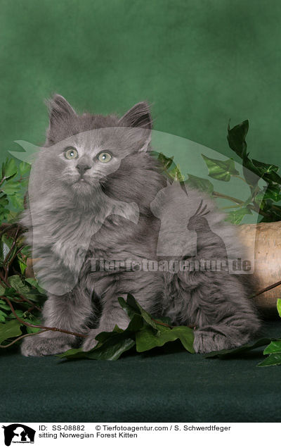 sitting Norwegian Forest Kitten / SS-08882