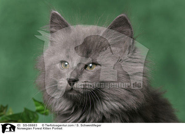 Norwegian Forest Kitten Portrait / SS-08883