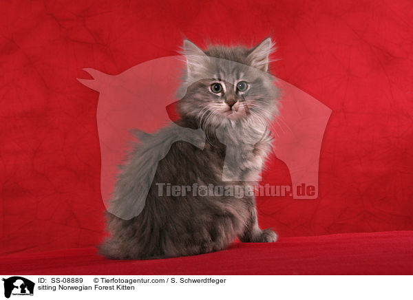 sitting Norwegian Forest Kitten / SS-08889