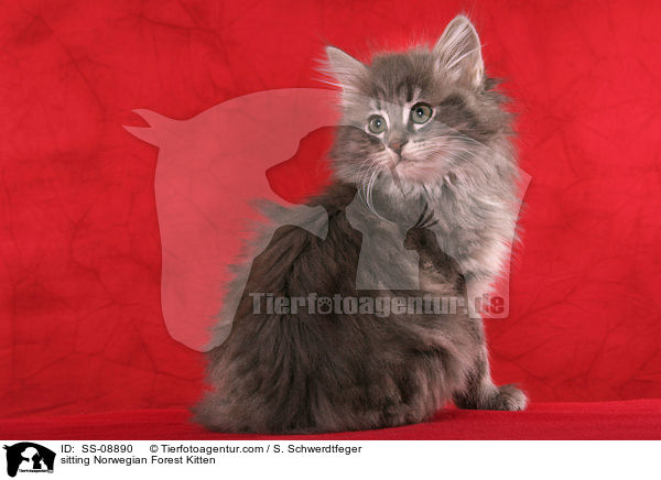 sitting Norwegian Forest Kitten / SS-08890