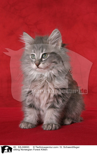 sitzendes Norwegisches Waldkatze Ktzchen / sitting Norwegian Forest Kitten / SS-08893