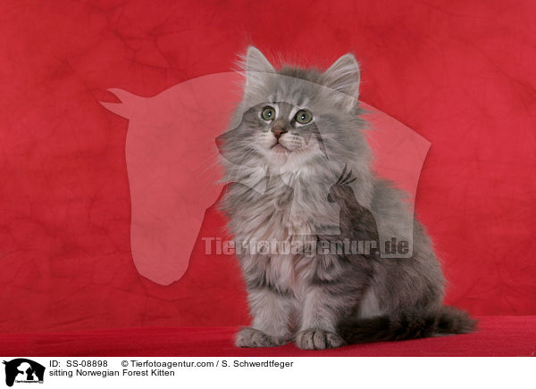 sitzendes Norwegisches Waldkatze Ktzchen / sitting Norwegian Forest Kitten / SS-08898