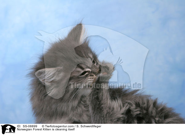 Norwegian Forest Kitten is cleaning itself / SS-08899