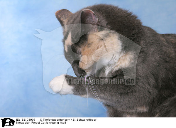 Norwegische Waldkatze putzt sich / Norwegian Forest Cat is cleanig itself / SS-08903