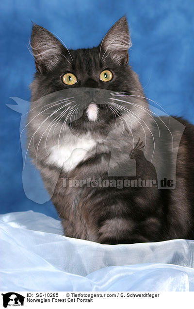 Norwegische Waldkatze Portrait / Norwegian Forest Cat Portrait / SS-10285