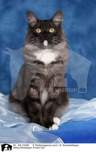 sitzende Norwegische Waldkatze / sitting Norwegian Forest Cat / SS-10286