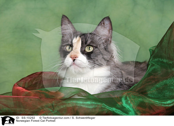 Norwegische Waldkatze Portrait / Norwegian Forest Cat Portrait / SS-10292