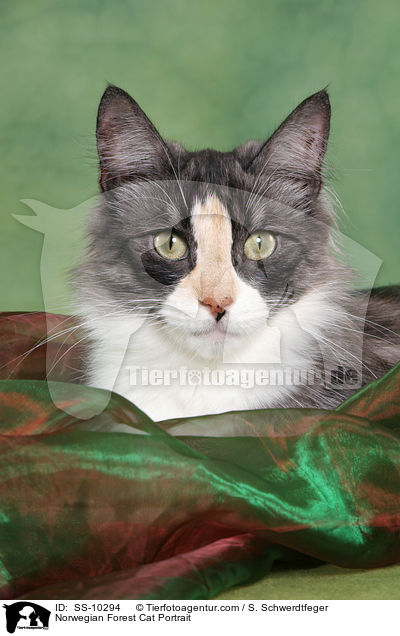 Norwegische Waldkatze Portrait / Norwegian Forest Cat Portrait / SS-10294