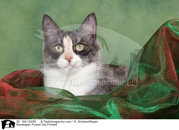Norwegische Waldkatze Portrait / Norwegian Forest Cat Portrait / SS-10295