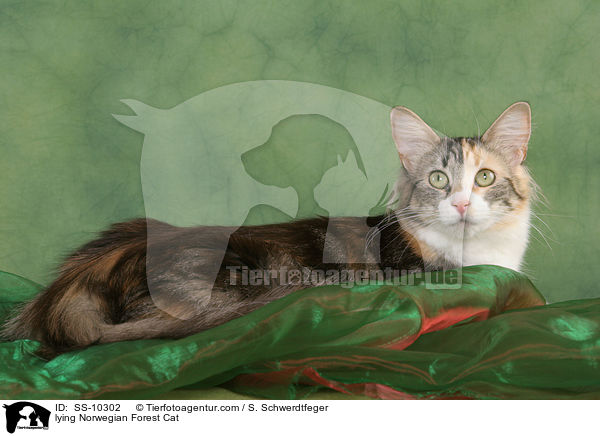 liegende Norwegische Waldkatze / lying Norwegian Forest Cat / SS-10302