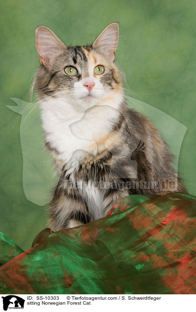 sitzende Norwegische Waldkatze / sitting Norwegian Forest Cat / SS-10303