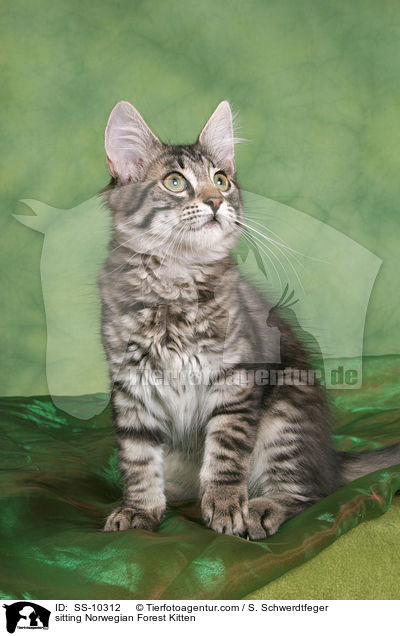 sitzendes Norwegisches Waldkatze Ktzchen / sitting Norwegian Forest Kitten / SS-10312