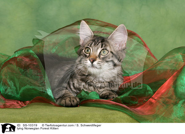 liegendes Norwegisches Waldkatze Ktzchen / lying Norwegian Forest Kitten / SS-10319
