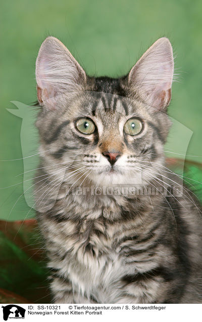 Norwegian Forest Kitten Portrait / SS-10321