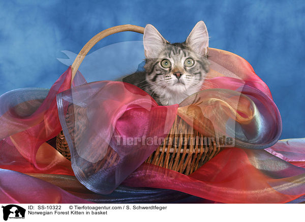 Norwegian Forest Kitten in basket / SS-10322