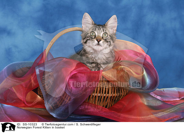 Norwegian Forest Kitten in basket / SS-10323
