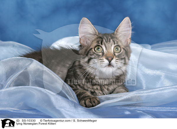 liegendes Norwegisches Waldkatze Ktzchen / lying Norwegian Forest Kitten / SS-10330