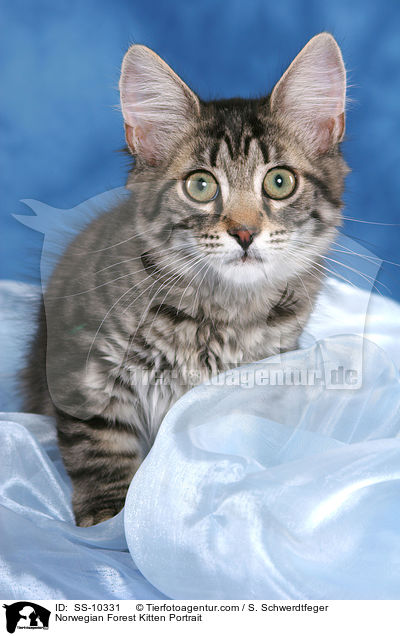 Norwegisches Waldkatze Ktzchen Portrait / Norwegian Forest Kitten Portrait / SS-10331