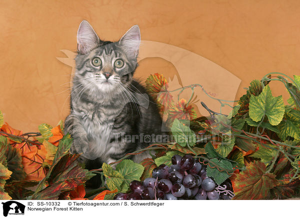 Norwegian Forest Kitten / SS-10332