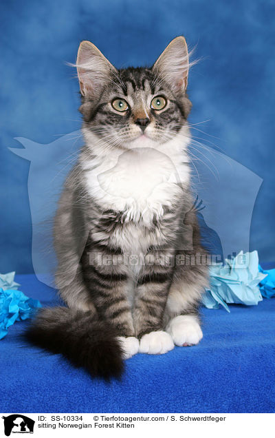 sitting Norwegian Forest Kitten / SS-10334