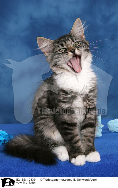 yawning  kitten / SS-10339