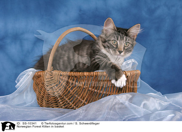 Norwegian Forest Kitten in basket / SS-10341
