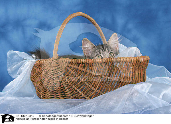 Norwegian Forest Kitten hides in basket / SS-10342