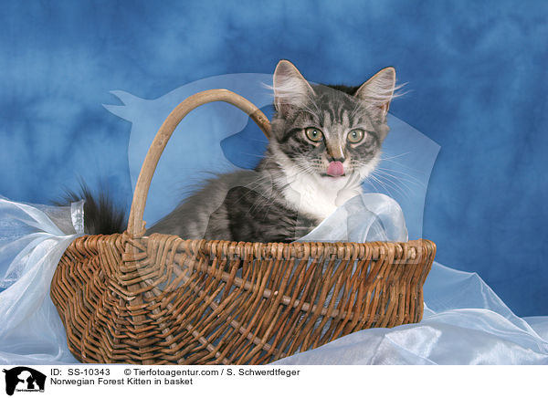 Norwegian Forest Kitten in basket / SS-10343