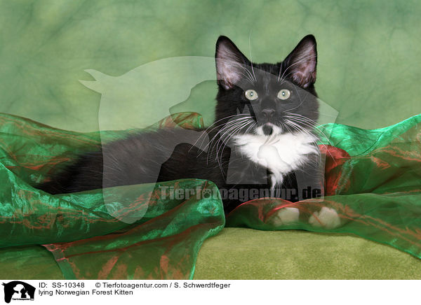 liegendes Norwegisches Waldkatze Ktzchen / lying Norwegian Forest Kitten / SS-10348