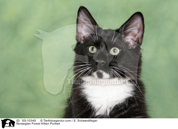 Norwegian Forest Kitten Portrait / SS-10349