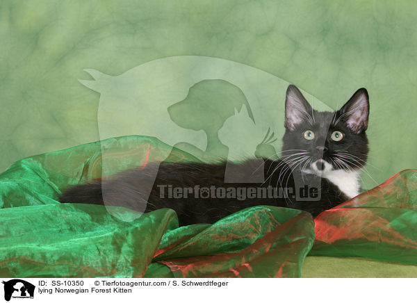 lying Norwegian Forest Kitten / SS-10350