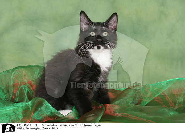 sitzendes Norwegisches Waldkatze Ktzchen / sitting Norwegian Forest Kitten / SS-10351