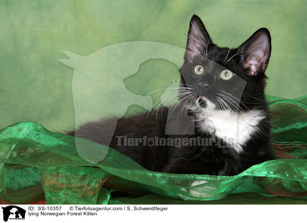 lying Norwegian Forest Kitten / SS-10357