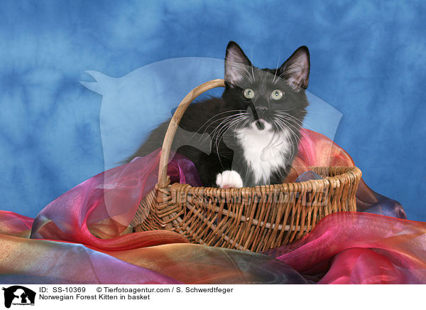 Norwegisches Waldkatze Ktzchen im Korb / Norwegian Forest Kitten in basket / SS-10369