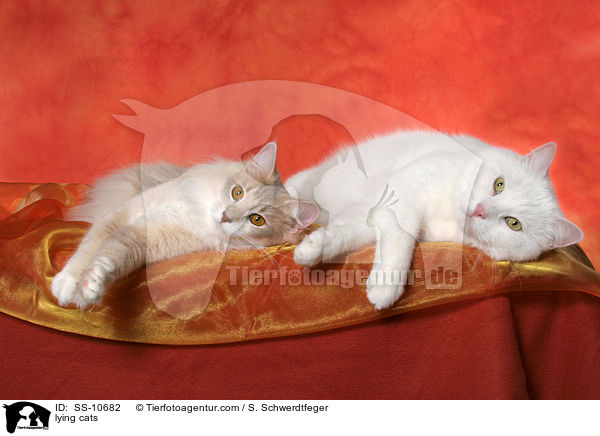 liegende Katzen / lying cats / SS-10682