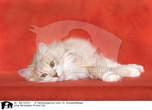 liegende Norwegische Waldkatze / lying Norwegian Forest Cat / SS-10701