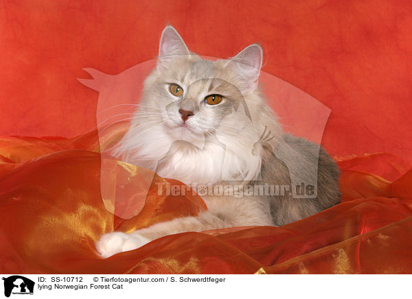 liegende Norwegische Waldkatze / lying Norwegian Forest Cat / SS-10712