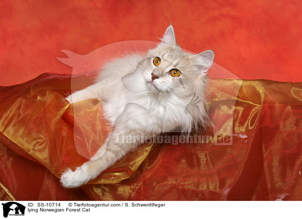 liegende Norwegische Waldkatze / lying Norwegian Forest Cat / SS-10714