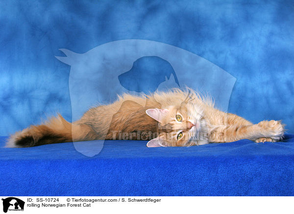 Norwegische Waldkatze wlzt sich / rolling Norwegian Forest Cat / SS-10724