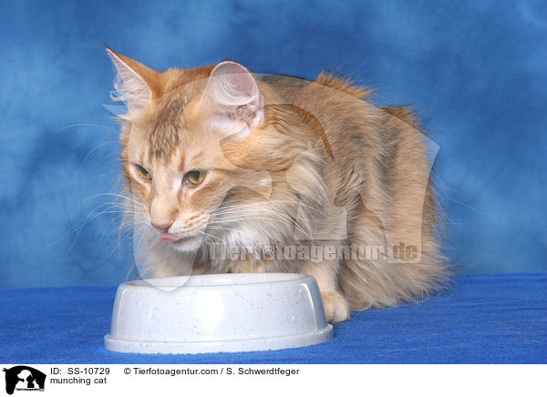 fressende Katze / munching cat / SS-10729