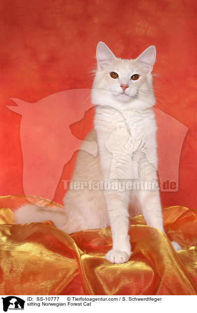 sitzende Norwegische Waldkatze / sitting Norwegian Forest Cat / SS-10777